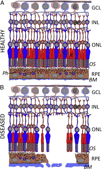 Fig. 1