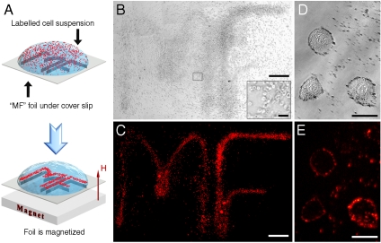 Fig. 3.