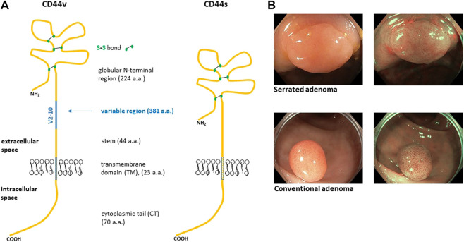 FIGURE 1