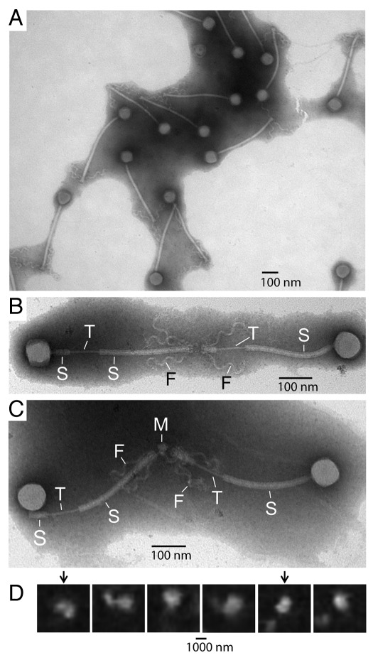 Figure 3. 