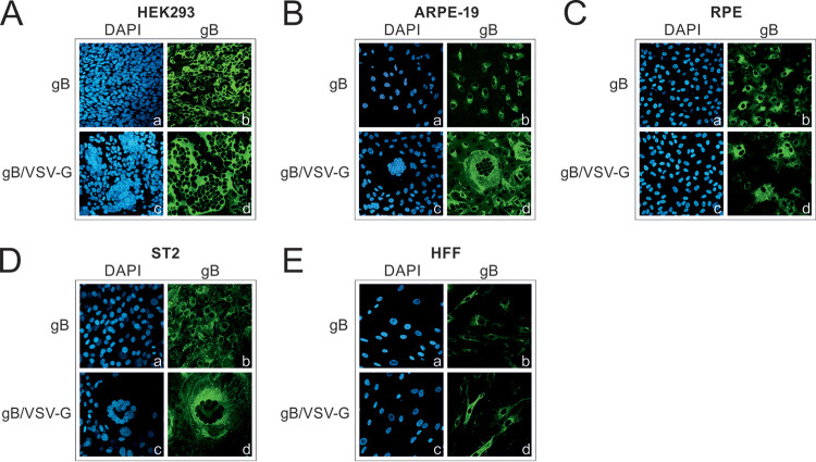 FIG 3