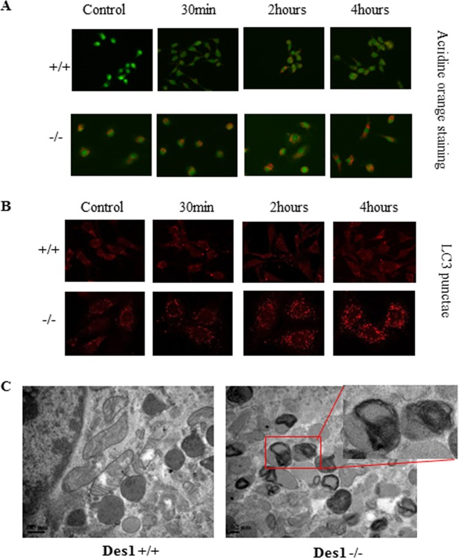 Fig 6