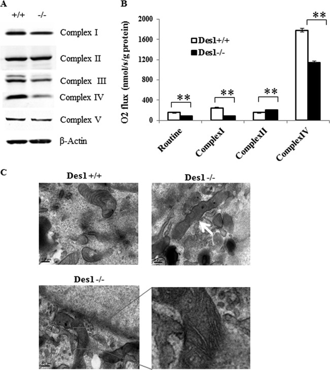 Fig 13