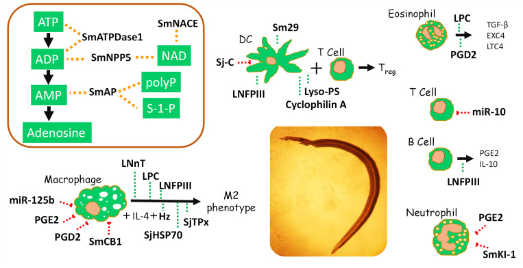 Fig 2