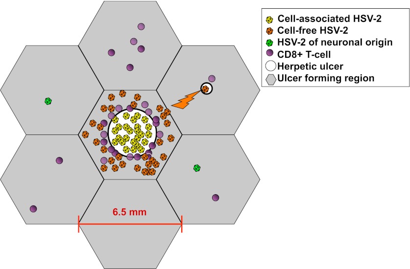 Figure 3—figure supplement 1.