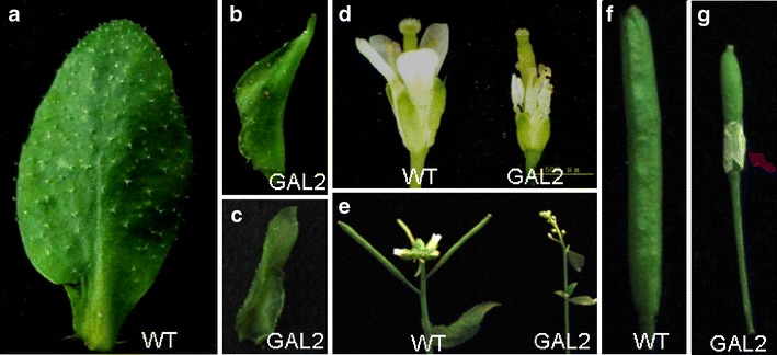 Fig. 4