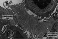 Fig. 11.