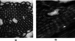 Fig. 12.