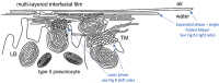 Fig. 10.