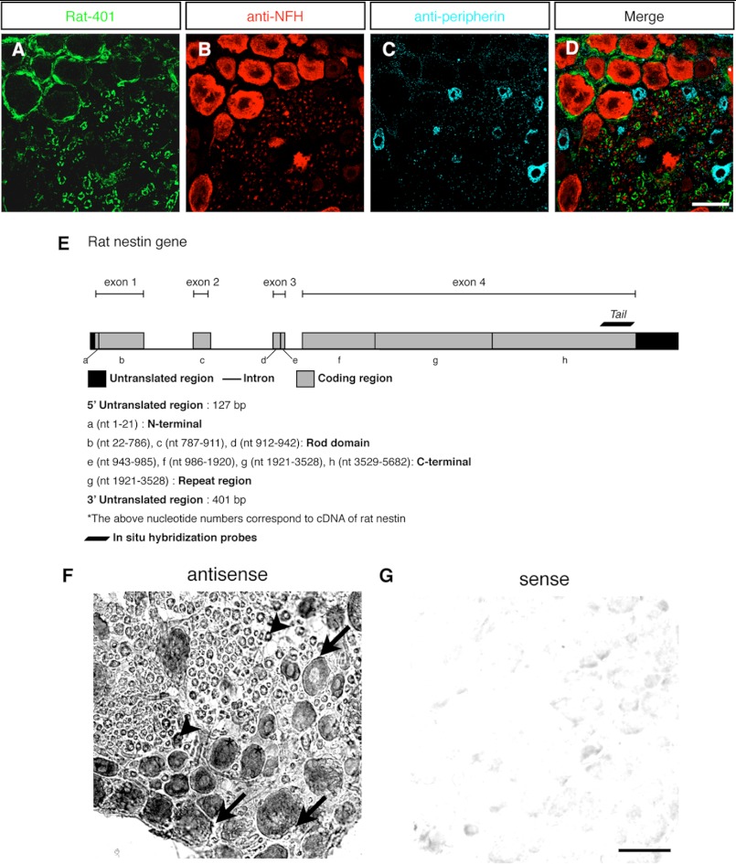 FIGURE 1.