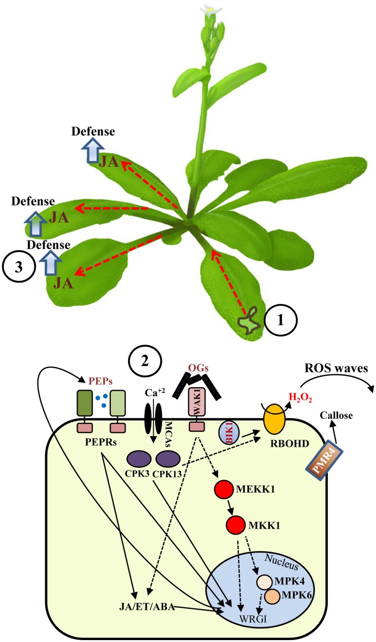 FIGURE 1