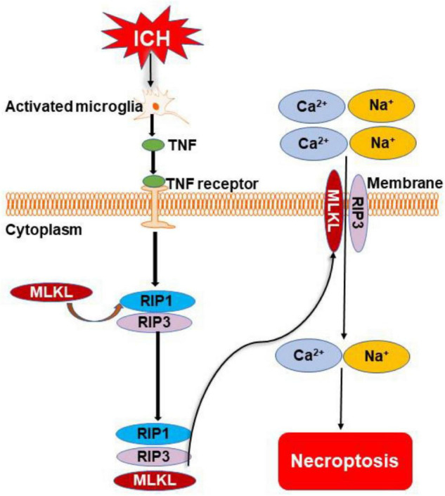 FIGURE 3