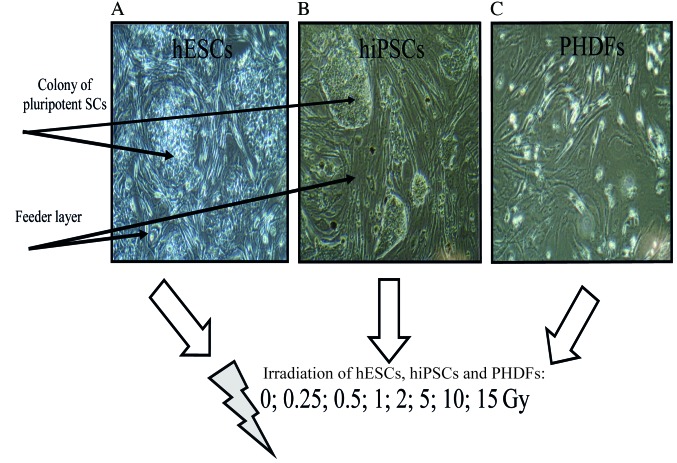 Figure 2.