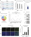 Figure 1—figure supplement 1.