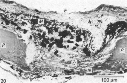 Fig. 20