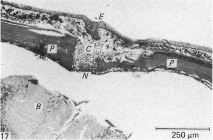 Fig. 17