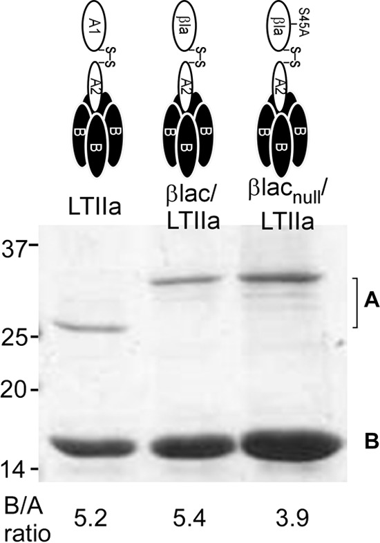 FIG 1 