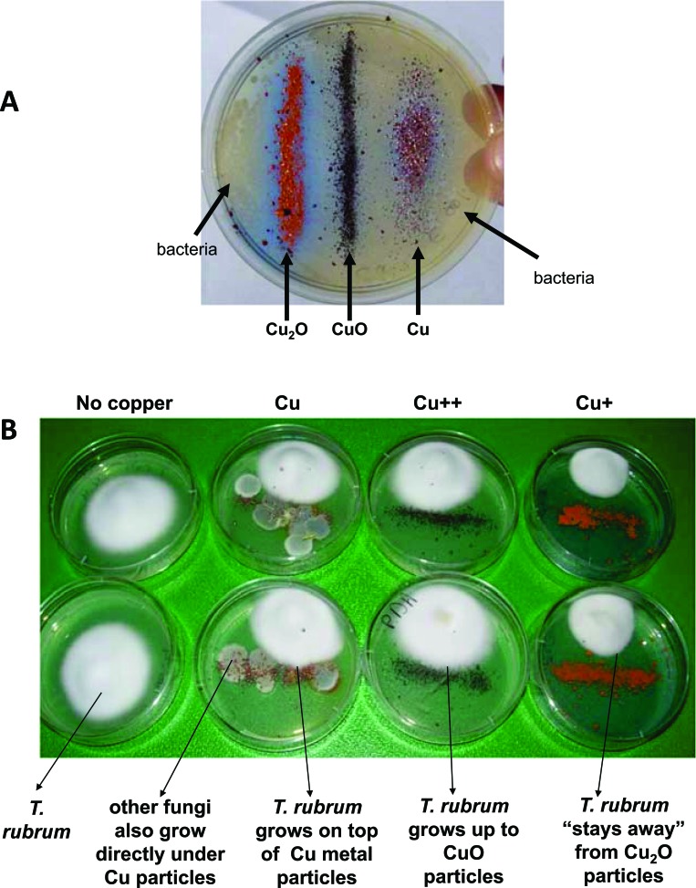 Fig. (3)