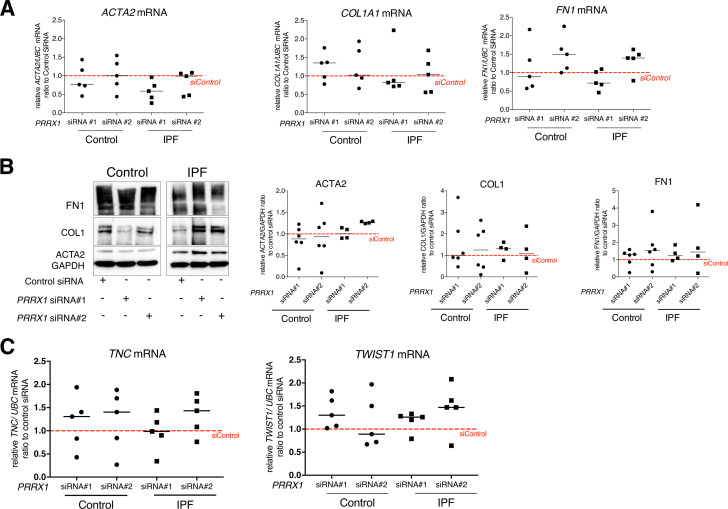 Figure 5—figure supplement 1.