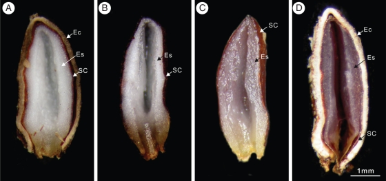 Fig. 8.