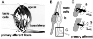 Fig. 10.