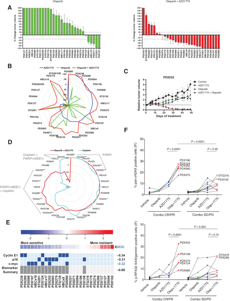 Figure 5. WEE1 inhibition sensitizes PARPi-resistant tumors. A, Waterfall plots showing the best response to the indicated drugs as percentage of tumor volume change after at least 21 days of treatment, compared with the tumor volumes on day 1 (n = 29). +20% and −30% are marked by dashed lines to indicate the range of PR, SD, and PD. Bars represent means and error bars SEM. B, Radar plot comparatively showing the percentage of tumor volume change upon treatment with AZD1775, Olaparib, and the combination as in Fig. 1A and 5A. C, Relative tumor volume during treatment with vehicle, AZD1775, Olaparib, or combination in PDX252. D, Comparative analysis of the antitumor activity of AZD1775 plus olaparib versus cisplatin (n = 32). AZD1775 was administered at 120 mg/kg (5 days on/9 days off) or at 60 mg/kg (5 days on/2 days off, **). When both doses were tested in the same model, we observed that: *, the model exhibited a reduction of antitumor response when treated with the low-dose of AZD1775, compared with the high-dose; or #, the model exhibited the same antitumor response upon treatment with the low-dose of AZD1775, compared with the high-dose. E, REVEALER analysis for AZD1775 plus olaparib antitumor response in the PDX cohort. The nonlinear information coefficient (IC) and conditional information coefficient (CIC) values are provided. F, Quantification of cells with pan-nuclear γH2AX staining (top) and cells in S–G2-phase of the cell cycle (geminin-positive) with pRPA nuclear foci (bottom) following treatment with vehicle, olaparib, AZD1775, or the combination (Olap+1775) in PDXs showing (n = 5) or not (n = 10) antitumor response upon combination (Combo) treatment. Each dot represents the mean of at least two independent tumors per PDX model. P values, Tukey multiple comparison test.