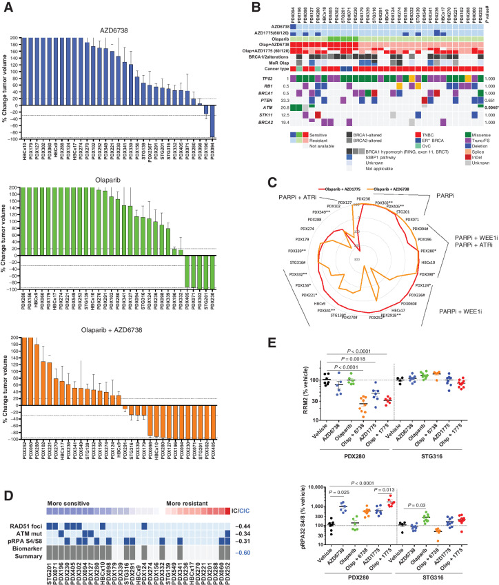 Figure 6. ATR inhibition sensitizes PARPi-resistant tumors. A, Waterfall plots showing the best response to the indicated drugs as percentage of tumor volume change after at least 21 days of treatment, compared with the tumor volumes on day 1 (n = 31). +20% and −30% are marked by dashed lines to indicate the range of PR, SD, and PD. Bars represent means and error bars SEM. B, Summary of selected DDR genetic alterations identified by exome sequencing in the PDX cohort from A. Sensitivity (tumor regression) or resistance (tumor progression) to AZD6738 is indicated, as well as the cancer subtype. The frequency of each mutation within the PDX cohort and the P value for the association of each alteration with AZD6738 response is shown. *, to perform this statistical analysis and given the low number of CR/PR AZD6738-responders, the two models that exhibited SD with AZD6738 were also considered responders. Different colors indicate the specific type of mutation. C, Comparative analysis of the antitumor activity of olaparib plus AZD1775 versus olaparib plus AZD6738 (n = 31). AZD1775 was administered at 120 mg/kg (5 days on/9 days off) or at 60 mg/kg (5 days on/2 days off, **). When both doses were tested in the same model, we observed that: *, the model exhibited a reduction of antitumor response when treated with the low-dose of AZD1775, compared with the high-dose; or #, the model exhibited the same antitumor response upon treatment with the low-dose of AZD1775, compared with the high-dose. D, REVEALER analysis for AZD6738 plus olaparib antitumor response in the PDX cohort. The nonlinear information coefficient (IC) and conditional information coefficient (CIC) values are provided. E, Expression levels of the indicated proteins by immunoblot. Each dot represents individual tumors. Bars represent means and error bars SEM. P values, Tukey multiple comparison test.