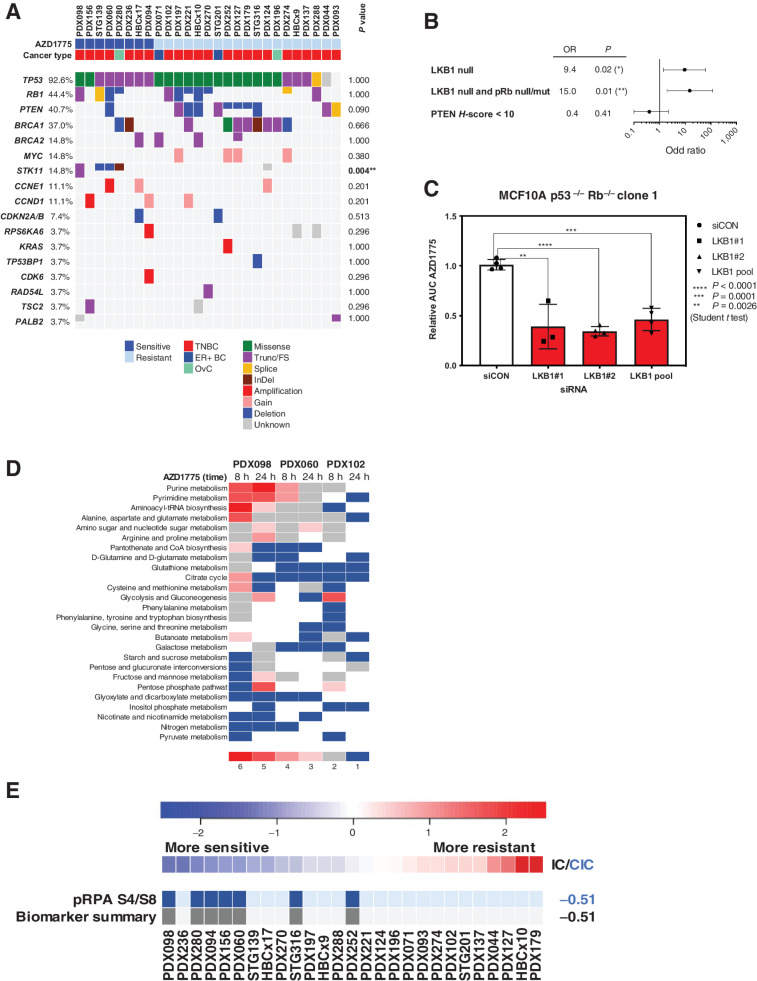 Figure 2. Response biomarkers to AZD1775. A, Summary of selected DDR genetic alterations (see Materials and Methods, for the complete gene list) identified by exome sequencing in the PDX cohort from Fig. 1A. Sensitivity (CR+PR) or resistance (SD+PD) to AZD1775 is indicated, as well as the cancer subtype. The frequency of each mutation within the PDX cohort and the P value for the association of each alteration with AZD1775 response is shown. Different colors indicate the specific type of mutation. B, Forest plot and odds ratio analysis of the response to AZD1775 according to the IHC/genetic markers LKB1, pRb/RB1 and PTEN (n = 28). Null, no expression by IHC; mut, mutant. C, Sensitivity to AZD1775 of MCF10A p53−/− Rb−/− cells upon LKB1 knockdown using two independent siRNAs separately and pooled. Bars indicate the AUC relative to the control siRNA (siCON). Error bars indicate SD of three independent experiments. P values are shown. D, Metabolite data annotation to KEGG metabolic pathways for PDX098 and PDX060 (AZD1775-sensitive), compared with PDX102 (AZD1775-resistant). Nodes represent metabolic pathways and the depicted color indicates the number of significant changes following treatment with AZD1775 for 8 or 24 hours compared with vehicle [|log2(fold change)|>0.5, P-value <0.05, QC CV < 30%]. E, REVEALER analysis for AZD1775 antitumor response in the PDX cohort. The nonlinear information coefficient (IC) and conditional information coefficient (CIC) values are provided.