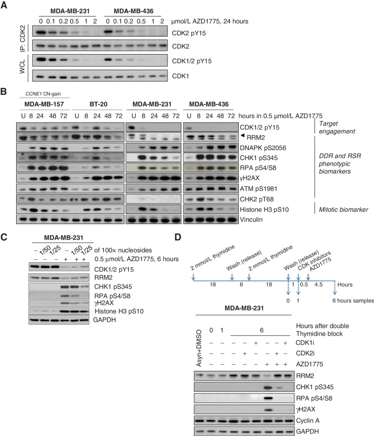 Figure 3. WEE1 inhibition results in activation of CDK2 and subsequent DNA damage and replication stress response in breast cancer cell lines. A, Immunoblot analysis showing CDK2 and CDK1 activation 24 hours after treatment with different doses of AZD1775 in MDA-MB-231 and MDA-MB436 cells. To assess CDK2 tyrosine phosphorylation (pY15) level, total CDK2 was first immunoprecipitated (IP) and the bound fraction were eluted and analyzed. WCL, whole cell lysate; IP, immunoprecipitation. B, Immunoblot analysis of TNBC cell lines treated with DMSO (U) or AZD1775 0.5 μmol/L during different time periods. Biomarkers of target engagement, DNA damage response (DDR) and replication stress response (RSR) or mitosis were analyzed. C, Immunoblot analysis of target engagement and DDR biomarker in MDA-MB-231 cells treated with DMSO (−) or 0.5 μmol/L AZD1775 for 6 hours in the presence (+) or absence (−) of diluted EmbryoMax nucleoside solution. D, Immunoblot analysis of MDA-MB-231 cells from S-phase culture synchronized by double thymidine block treated with DMSO (−) or AZD1775 0.5 μmol/L in the presence (+) or absence (−) of RO-3306 (CDK1 inhibitor, CDK1i) or CVT-313 (CDK2 inhibitor, CDK2i). Protein samples were collected at indicated time points and the indicated biomarkers were analyzed.