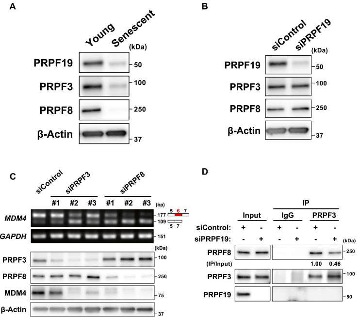 Figure 6