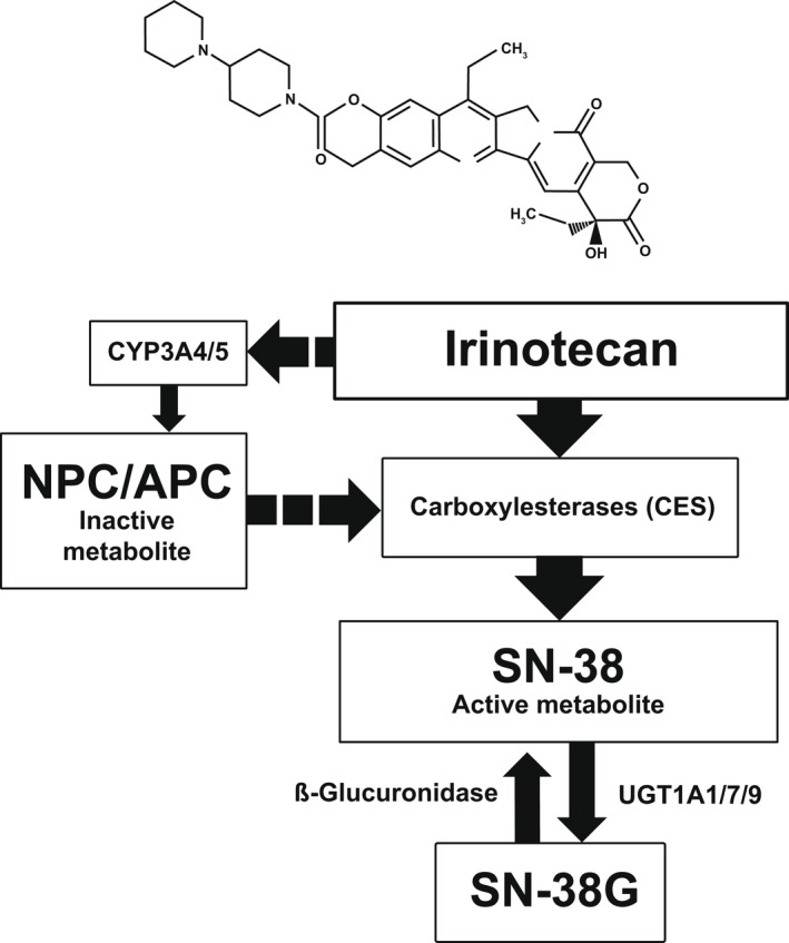 Liposomal irinotecan (Onivyde): Exemplifying the benefits of ...