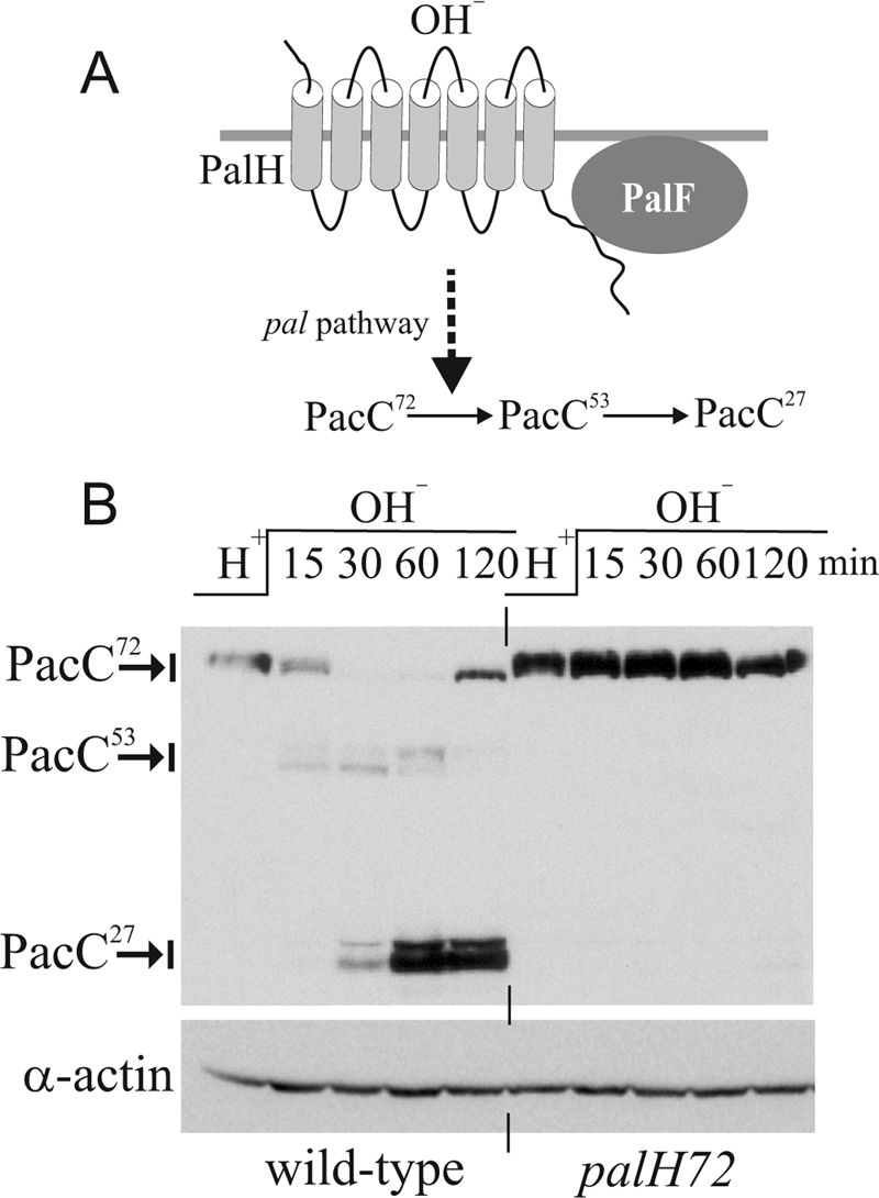 FIGURE 1.