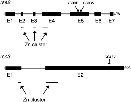 Figure 4.—