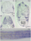 Fig. 8