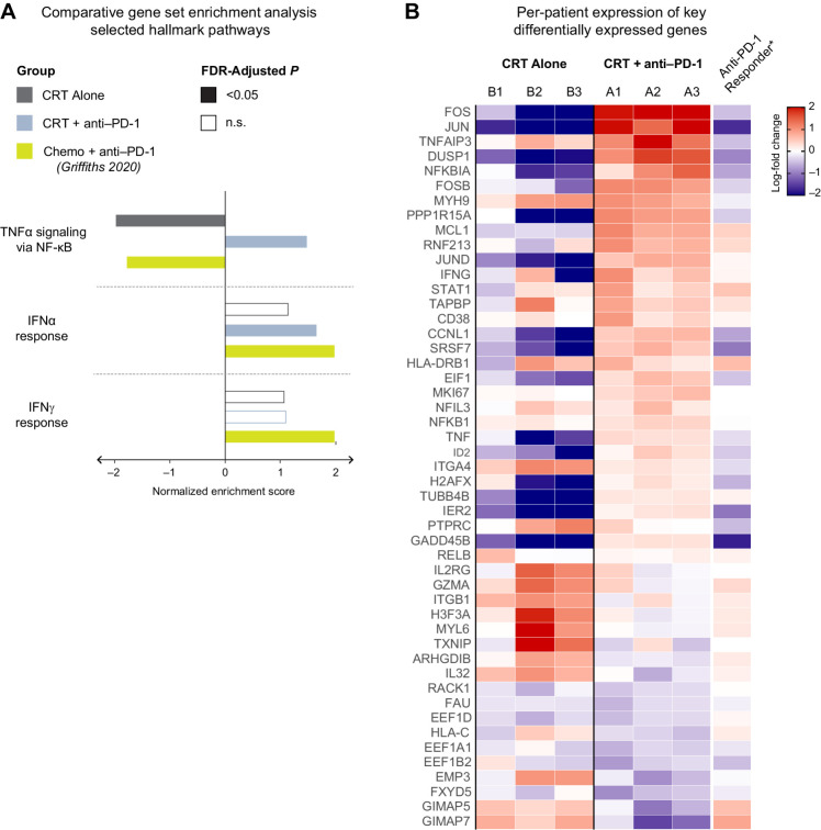 Figure 5. Lack of response to neoadjuvant PD-1 correlates with NF-κB activation and a relatively restrained upregulation of IFN-response genes. A, Gene Set Enrichment Analysis (GSEA) of hallmark gene sets performed on the list of treatment-induced differentially expressed genes in each group of patients. B, Heat map showing the treatment-induced log-fold change of key genes, broken down by individual patient.