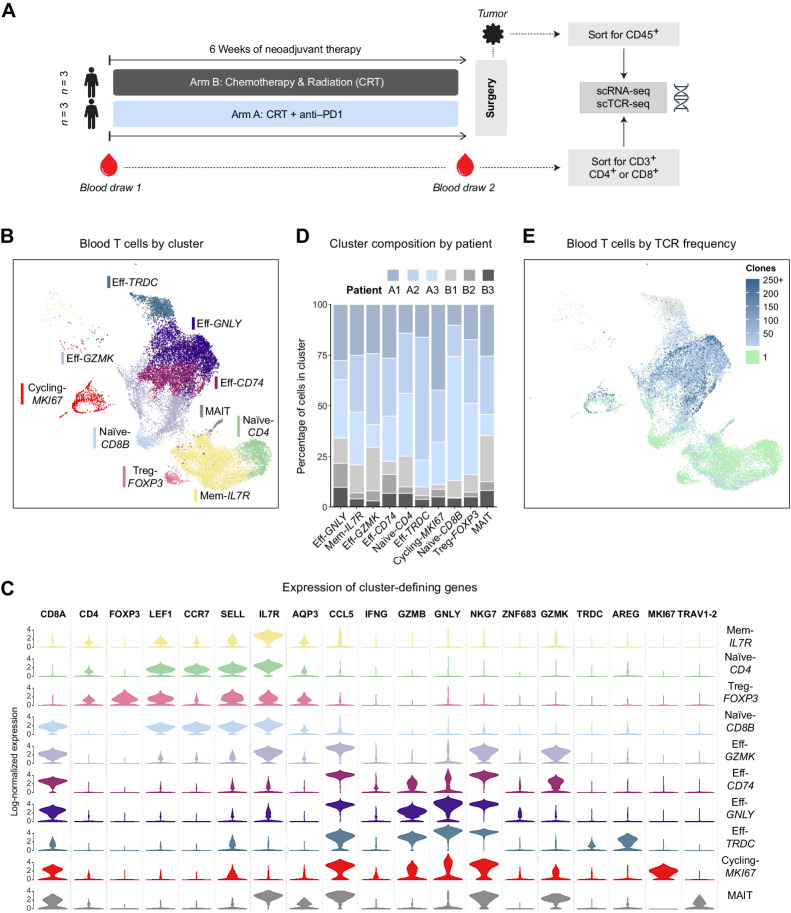 Figure 1. Circulating T cells were analyzed by scRNA-seq before and after neoadjuvant PD-1 blockade combined with chemoradiotherapy in patients with pancreatic adenocarcinoma. A, Schema of clinical trial design and sample analysis. B, Uniform Manifold Approximation and Projection (UMAP) plot of all sequenced blood T cells that passed quality controls colored by an unsupervised clustering algorithm. C, Violin plot showing the log-normalized expression of key cluster-defining genes for each T-cell cluster. D, Bar plot showing the breakdown of each cluster's cells by patient of origin. E, UMAP of blood T cells where each cell is colored by the observed frequency of its TCR in the sample. Singleton clones are colored green; gray indicates no TCR was detected.