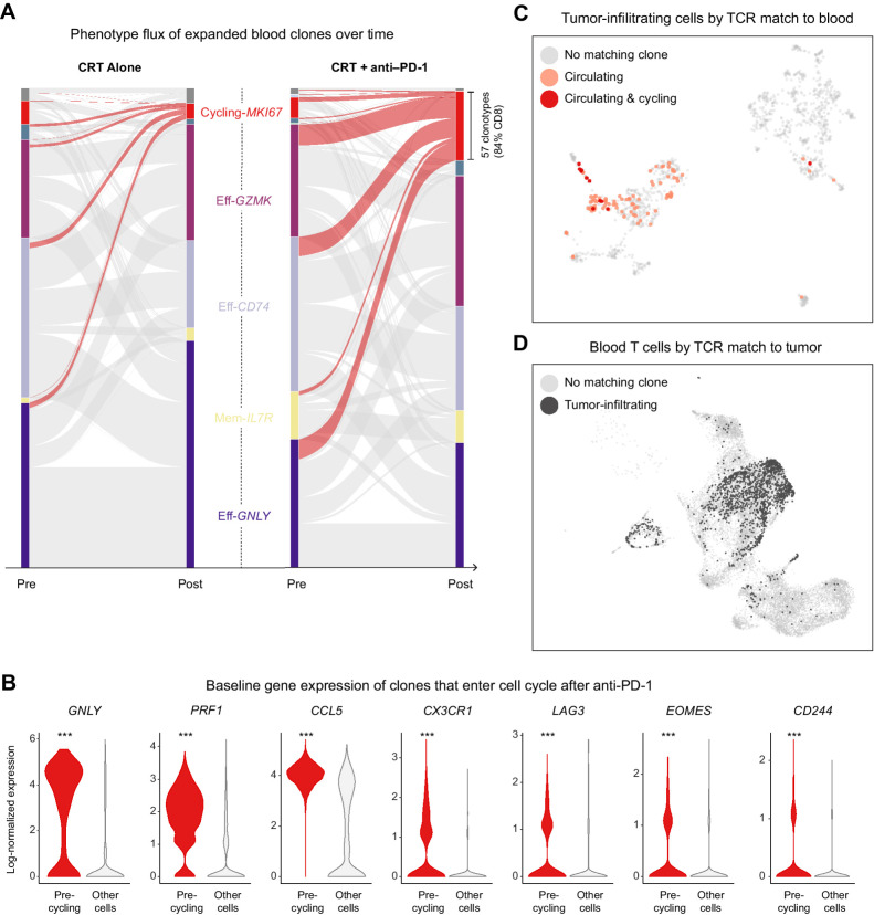 Figure 3. Neoadjuvant PD-1 blockade stimulates polyclonal expansion in circulating cytotoxic T cells with matching tumor-infiltrating clones. A, Alluvial plot showing the flux of clonotypes from pretreatment to posttreatment clusters. The thickness of a band connecting a pretreatment cluster to a posttreatment cluster is proportional to the number of clonotypes with member cells appearing in both clusters; the curves highlighted in red correspond to clonotypes with posttreatment cells in the cycling cluster. B, Violin plot showing the expression distribution of key genes among pretreatment cells belonging to clonotypes that entered cell cycle after treatment in comparison with all other pretreatment cells; ***, denotes an adjusted P < 1 × 10−14 after Bonferroni multiple-hypothesis correction. C, UMAP of tumor-infiltrating cells highlighting the subset of T cells whose TCRs were also expressed by circulating and cycling T cells. D, UMAP of blood T cells, highlighting the subset of cells whose TCRs were also expressed by tumor-infiltrating T cells.