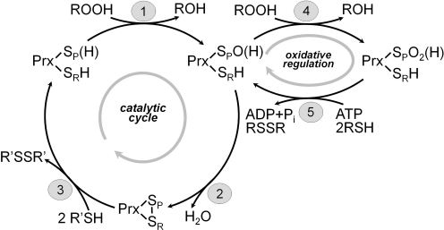 FIG. 3.