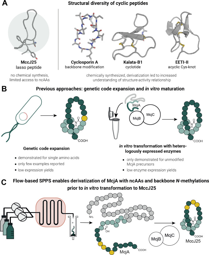 Merging Flow Synthesis and Enzymatic Maturation to Expand the Chemical ...