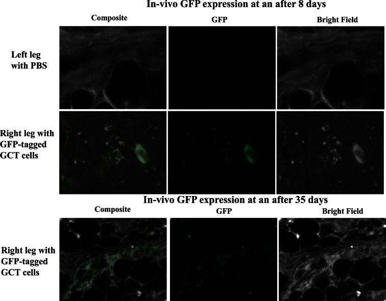 Fig. (3)