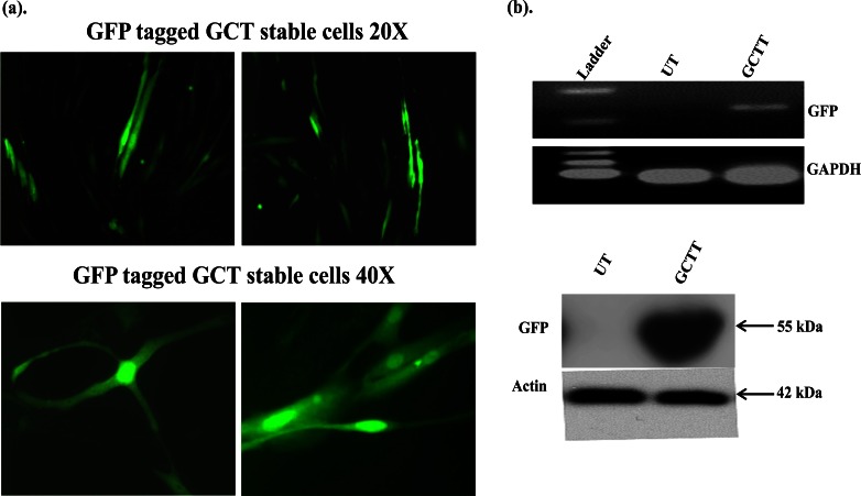 Fig. (1)