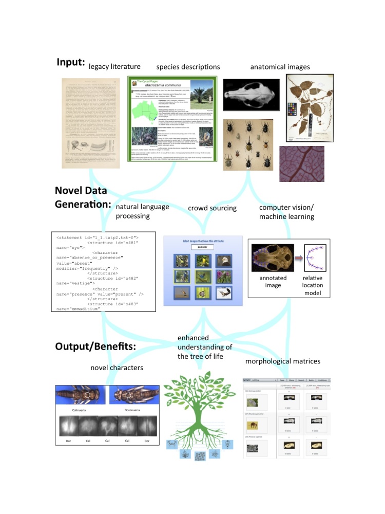 Overview of the AVAToL next-generation phenomics project