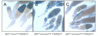 Figure 3—figure supplement 3.
