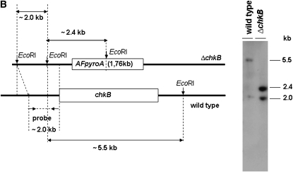 Figure 3.—