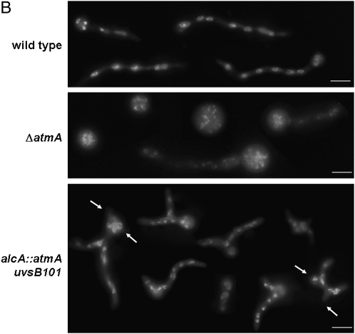 Figure 2.—