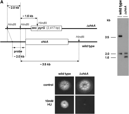 Figure 3.—