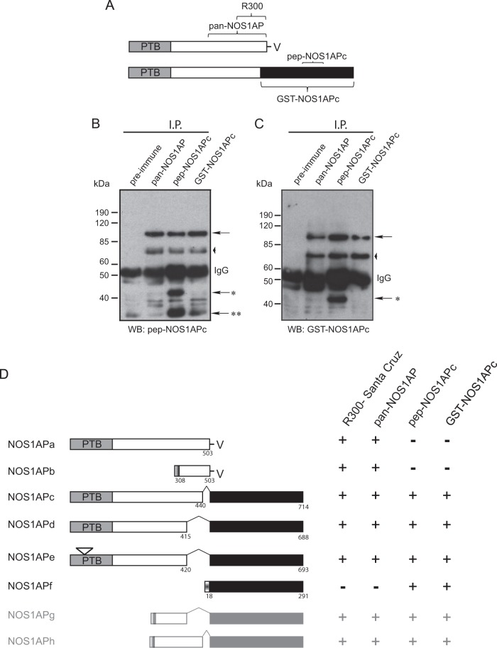 FIG 1