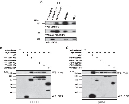 FIG 4