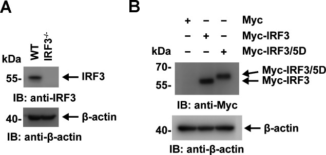 Figure 7—figure supplement 1.