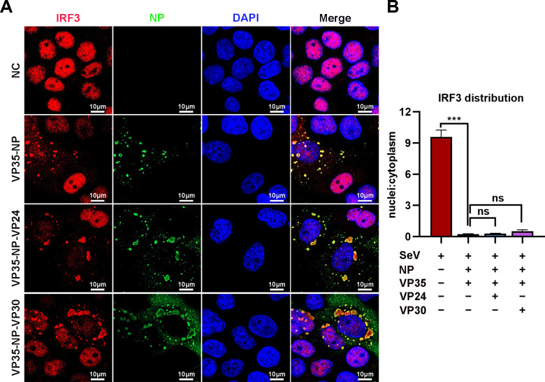 Figure 5—figure supplement 2.